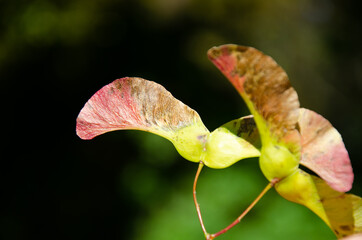 Green-pink biplane - fruit of maple tree with copy space. Autumn theme background. Maple seeds...