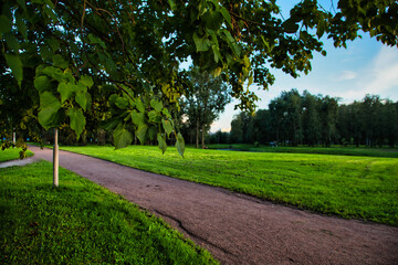 trees in the park