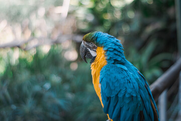 blue and yellow wild parrot