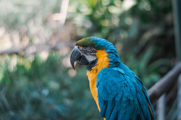 blue and yellow wild parrot
