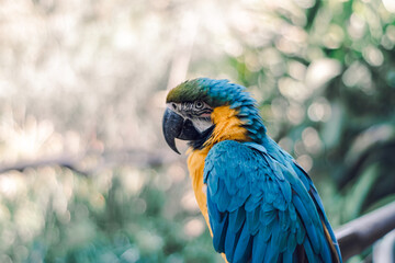 Fototapeta premium blue and yellow wild parrot