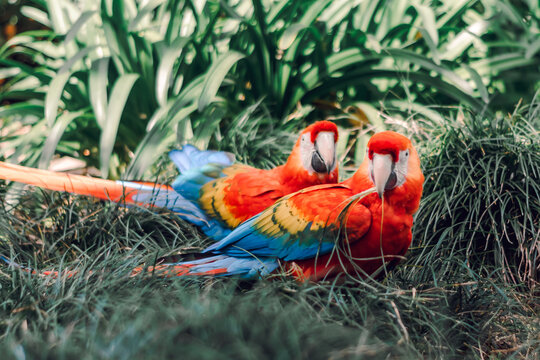cotorras guacamayas trompicasles color rojo y azul