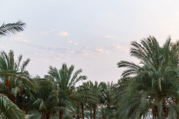 Tops of date palms with fruits against a light sky.
