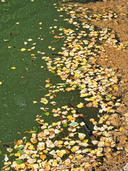 Fallen autumn leaves of birch, willow and needles floating in the water