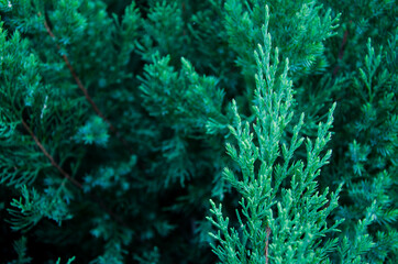 Fototapeta na wymiar Coniferous branches. Spruce branch of conifers. Spruce branches and the sun behind the trees. texture