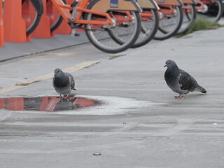 pigeon on the street