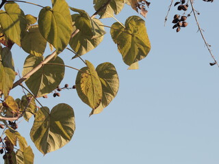 autumn leaves against blue sky
