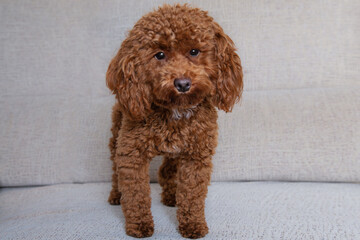 Perro en sofa. Perro en el sofá. Perro lanudo marrón mirando a la cámara en el sofá. Caniche toy. Animal lindo. Perro adorable. Pequeño perro encantador. Perro en sofá.