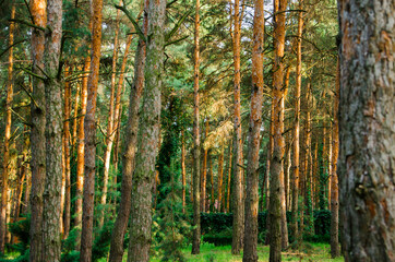 View of the pine forest Scene of the pine forest. Trail in the pine forest. Pine forest trees