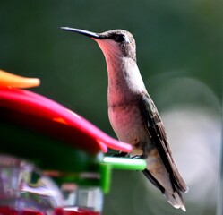 Tiny Hummingbird at bird feeder by garden area background.