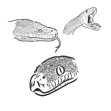 Vector illustration. Hand drawn realistic sketch of python snake, isolated on white background