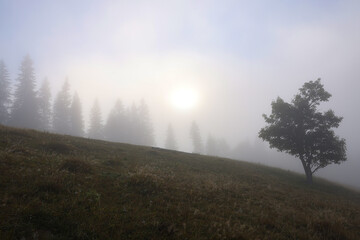 Fototapeta na wymiar Tree growing on meadow in foggy morning