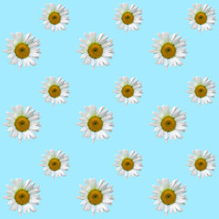 Floral Seamless Camomile pattern on a Blue background. Flat lay, top view. Holiday concept