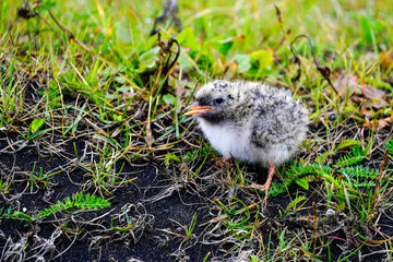 Arctic Tern Chick