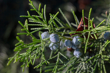 Juniper berries on the branch