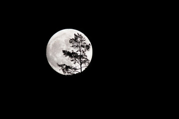Full moon on the dark sky with silhouette of tree.Scary full moon night silhouette. Eclipse in the night lighting in forest. Astrology formation in darkness.