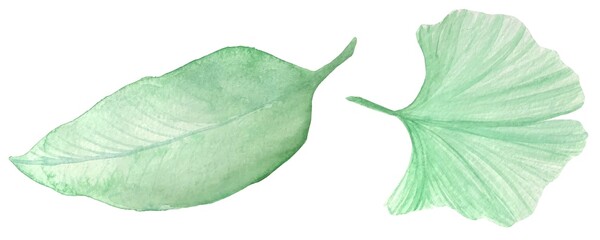 Watercolor illustrations of green tropical leaves on a white background-isolated elements