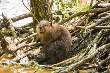 Fototapeta na wymiar Beaver sitting at the den
