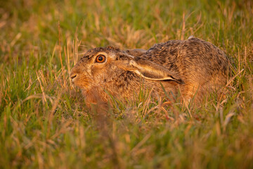 Brown hare, lepus europaeus, hiding in grass in summer evening light. Long-eared mammal lying on...