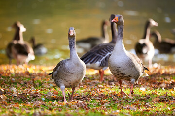 Greylag Geese on field in autumn season (Anser anser)	