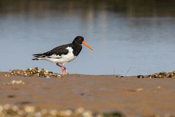 Eurasian oystercatcher (Haematopus finschi) fishing on beach sand