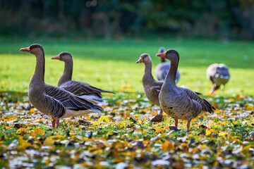 Fototapeta premium Greylag Geese on field in autumn season (Anser anser) 