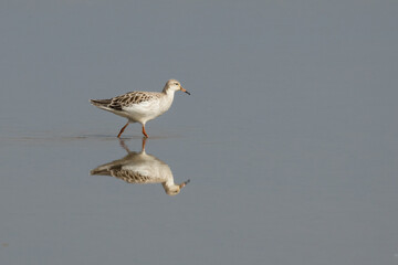 Ruff (Calidris pugnax) feeding on flooded marsh land