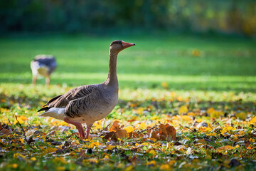 Greylag Goose on field in autumn (Anser anser)	