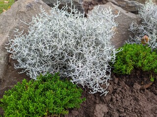 moss on the rock