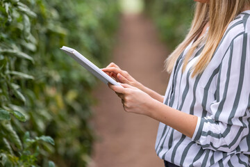 Biotechnology engineer hands with tablet. Woman farmer with digital tablet in tomatoes greenhouse. Smart organic farm. Woman checking tomato plants using digital tablet.