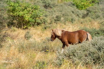 Naklejka premium Little brown shetland pony standing in a field 