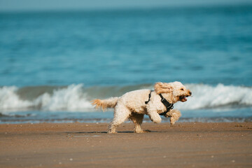 white dog on the beach with the sun in his face late afternoon running towards his owner