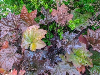 autumn leaves on the ground