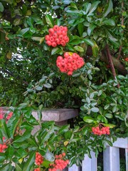 red berries in the garden