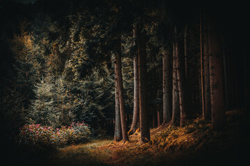 Fototapete bei efototapeten.de bestellen   