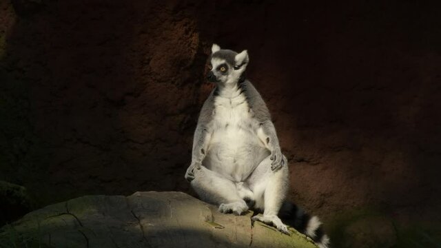 Ringtail lemur sunbatuing in a natural park - Lemur catta