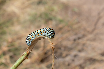 Caterpillar - larva of butterfly Black Swallowtail. Lat. - Papilio polyxenes. Against background of...