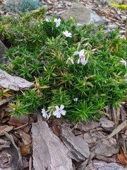 snowdrops in the forest
