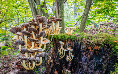 Mushrooms in the autumn forest.
