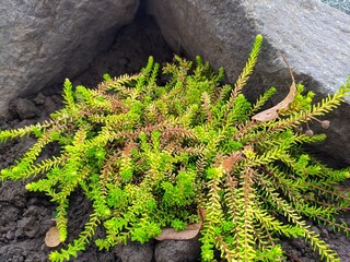 green moss on the stone