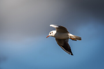 seagull in flight