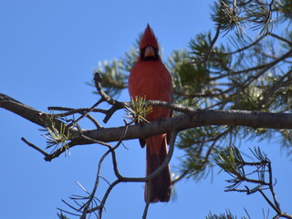 Northern Cardinal in Sedona, Arizona (Feb 2021)