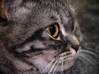 Portrait of a Scottish cat with big yellow eyes. Happy pets. Veterinary clinic advertising concept.