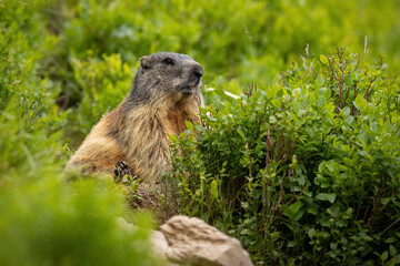 Naklejka na ściany i meble Alert alpine marmot, marmota marmota, sitting in rhododendron in summer. Wild rodent looking in bush in mountains. Brown mammal staring in green wilderness.