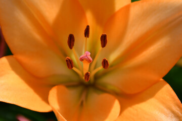 Close-up of the pistil and stamens in a wide-open lily flower. Selective focus