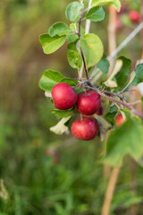 Red ripe apples hanging from a tree bransch.