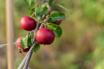 Red ripe apples hanging from a tree bransch.