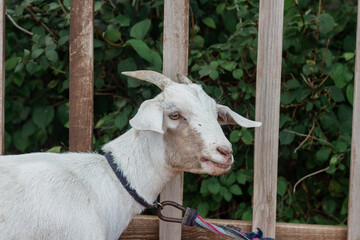 Obraz premium A white goat tied to a fence