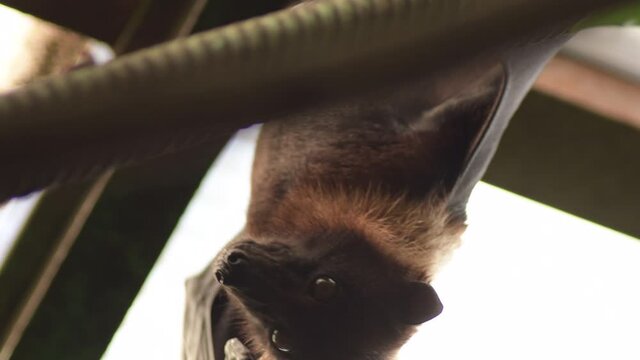 Greater Indian fruit bat hanging - Pteropus giganteus