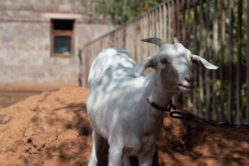 Obraz premium A white goat tied to a fence in the backyard